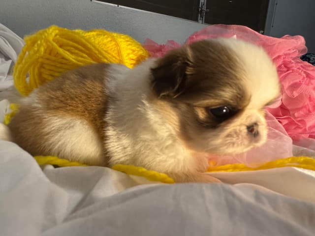 Japanese Chin Puppies media 4