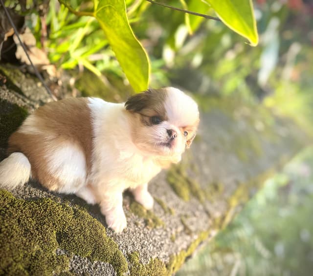 Japanese Chin Puppies media 5