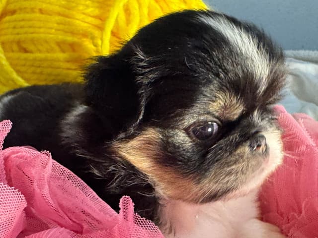 Japanese Chin Puppies media 7