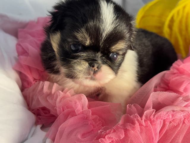 Japanese Chin Puppies media 8