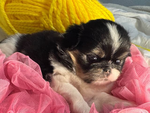 Japanese Chin Puppies media 9