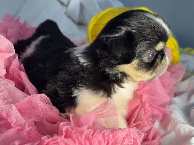Japanese Chin Puppies media 10