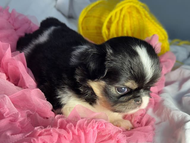 Japanese Chin Puppies media 11