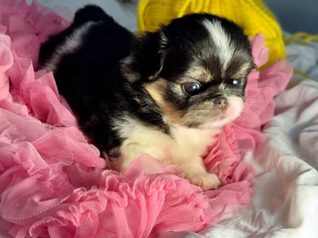 Japanese Chin Puppies media 12