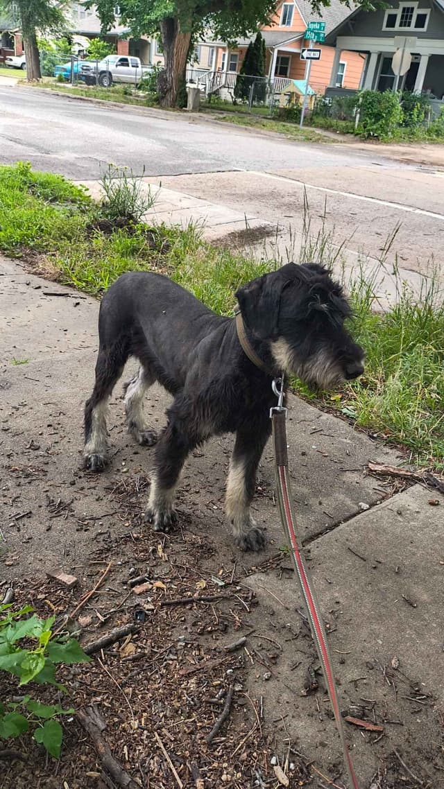 Giant Schnauzer Puppies media 4