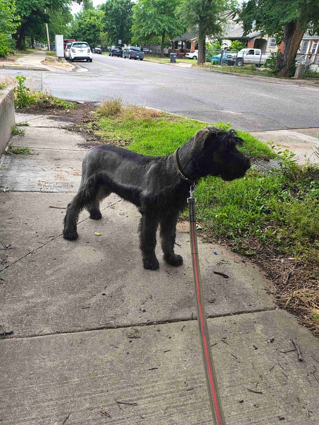 Giant Schnauzer Puppies media 2