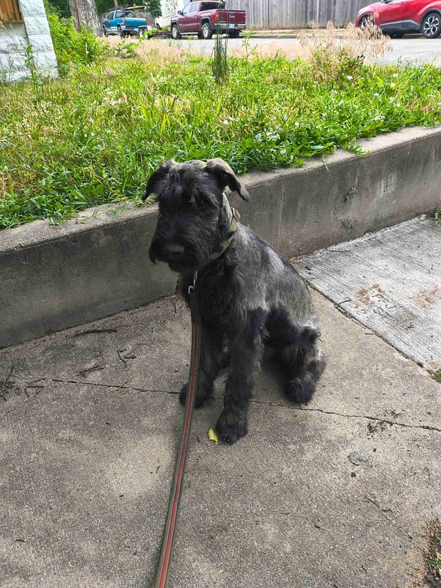 Giant Schnauzer Puppies media 3
