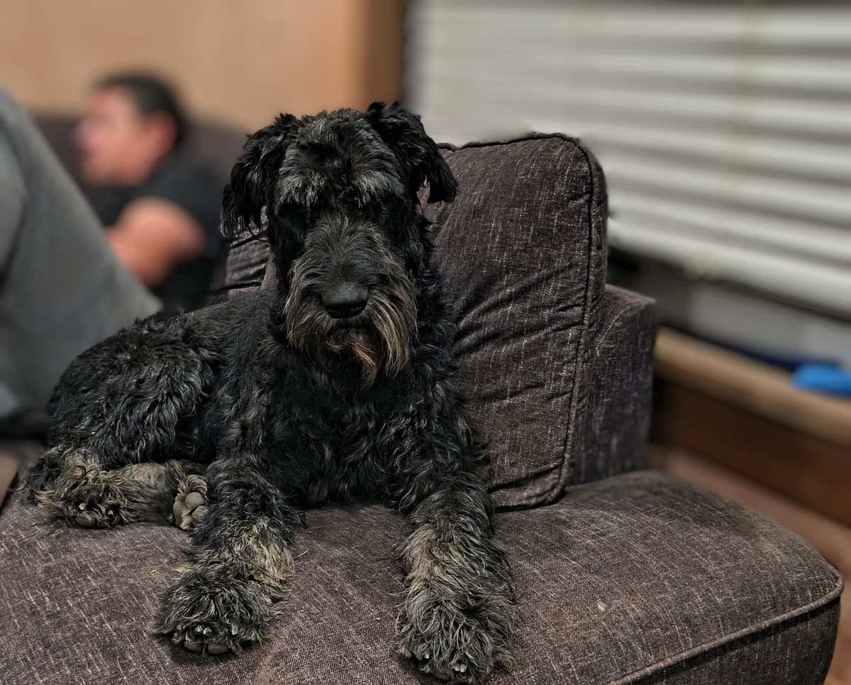 Giant Schnauzer Puppies breeder image 2