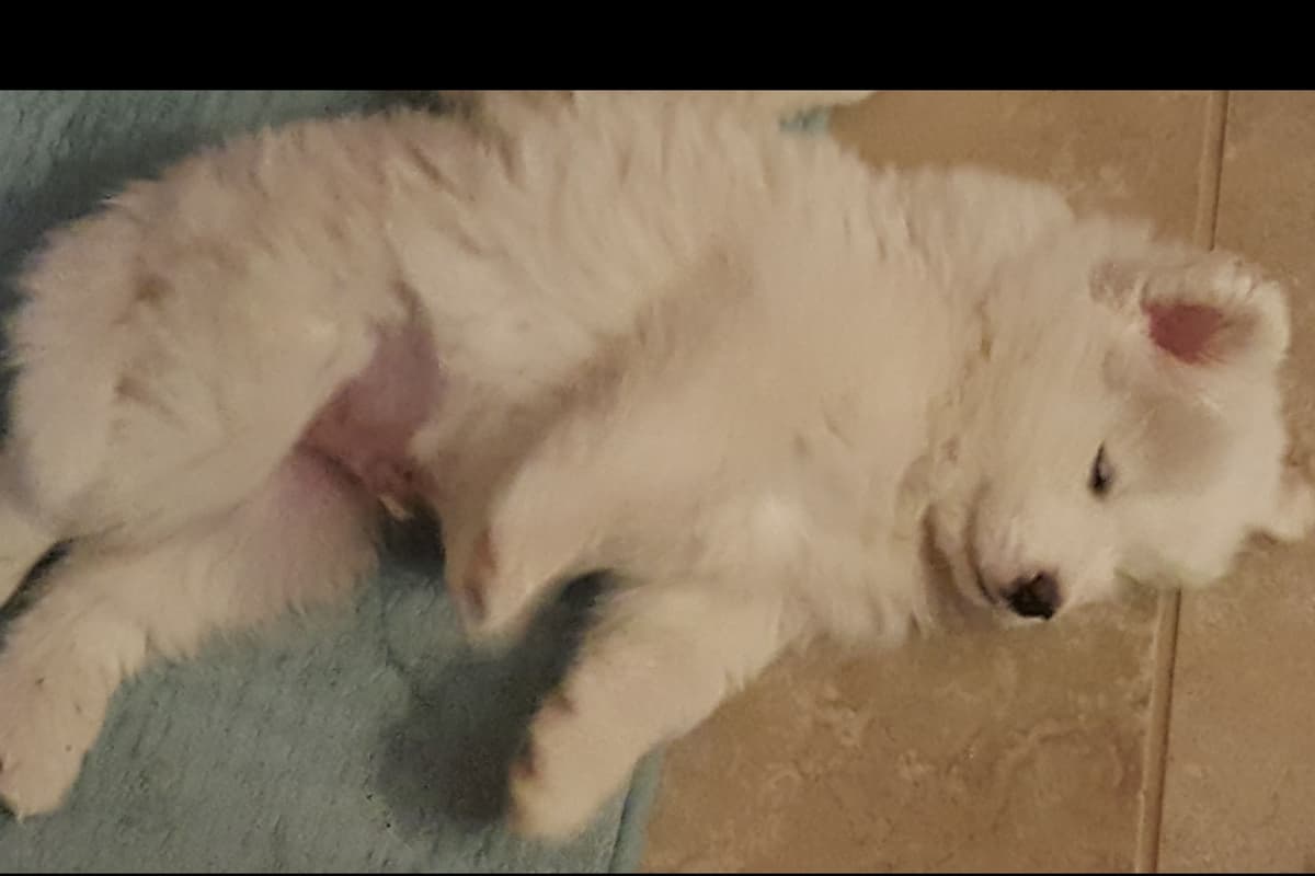 Samoyed Puppies breeder image 1