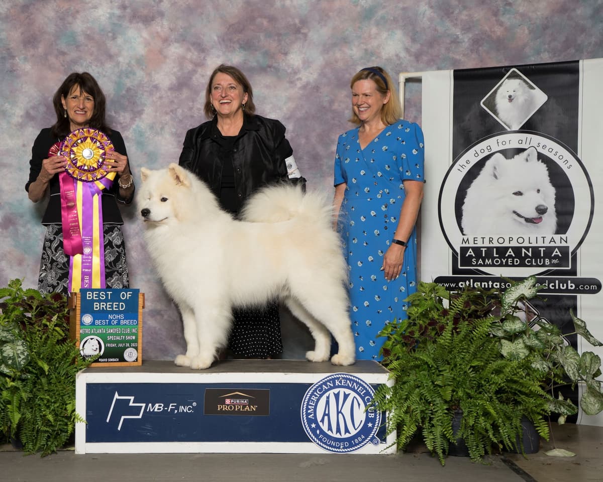Samoyed Puppies breeder image 3