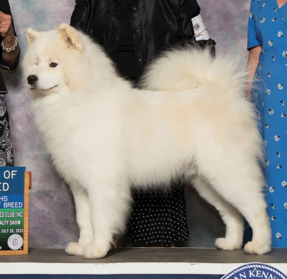 Samoyed Puppies breeder image 2
