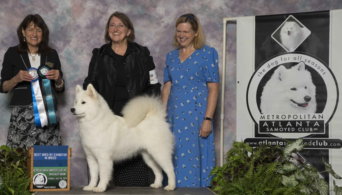Samoyed Puppies breeder image 4