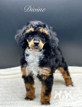 Poodle Puppies breeder image 3