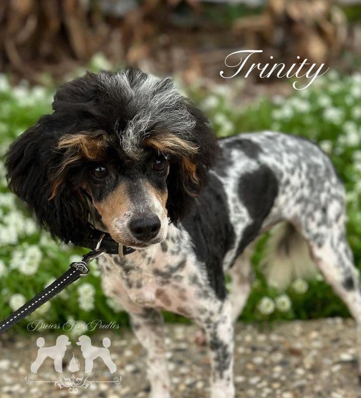 Poodle Puppies breeder image 7