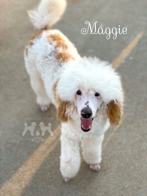 Poodle Puppies breeder image 9