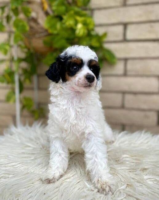Poodle Puppies breeder image 10
