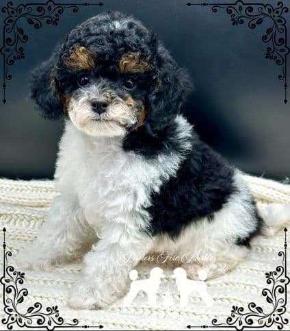 Poodle Puppies breeder image 11