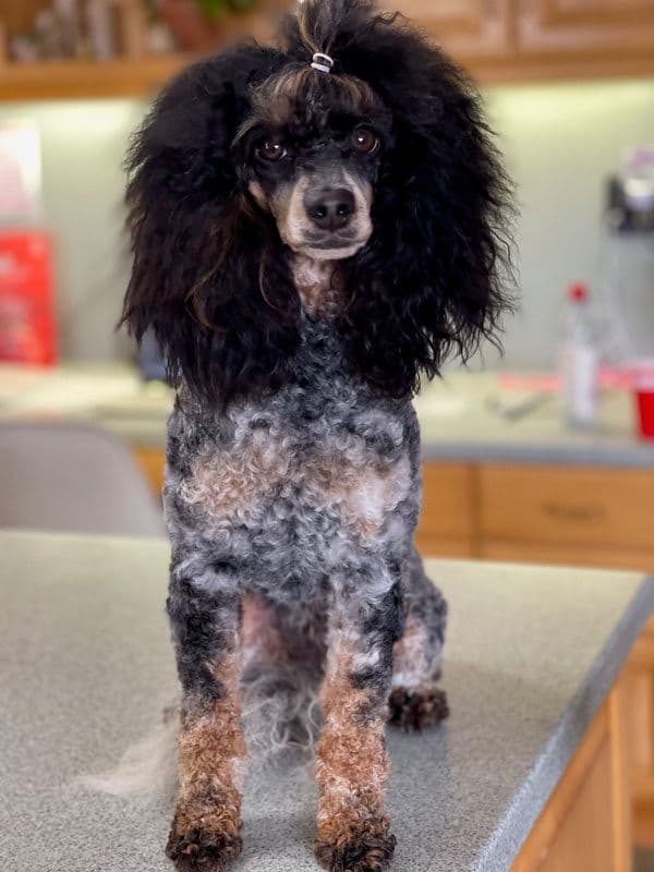 Poodle Puppies breeder image 13