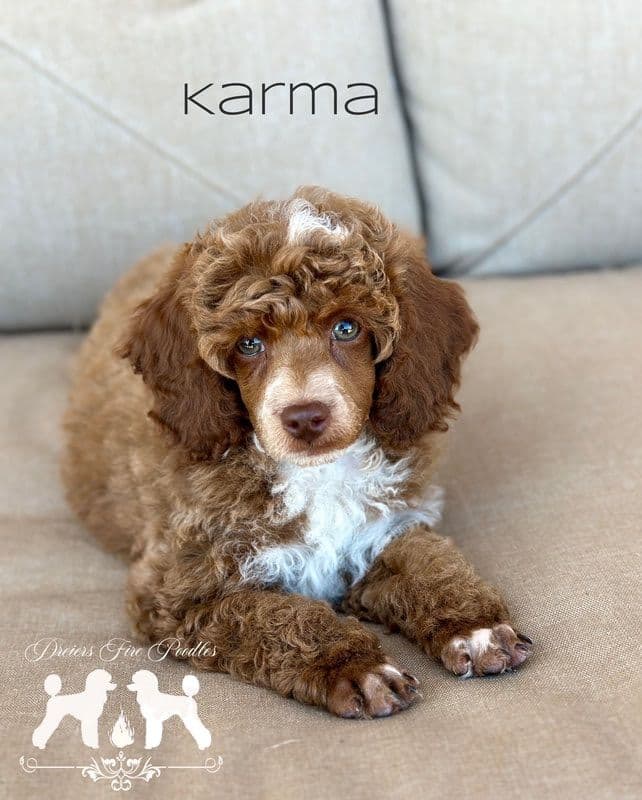 Poodle Puppies breeder image 16