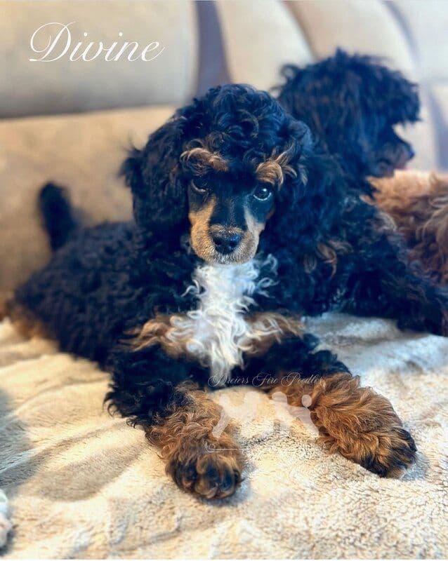 Poodle Puppies breeder image 17