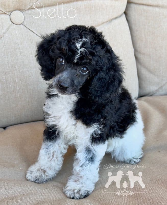 Poodle Puppies breeder image 15