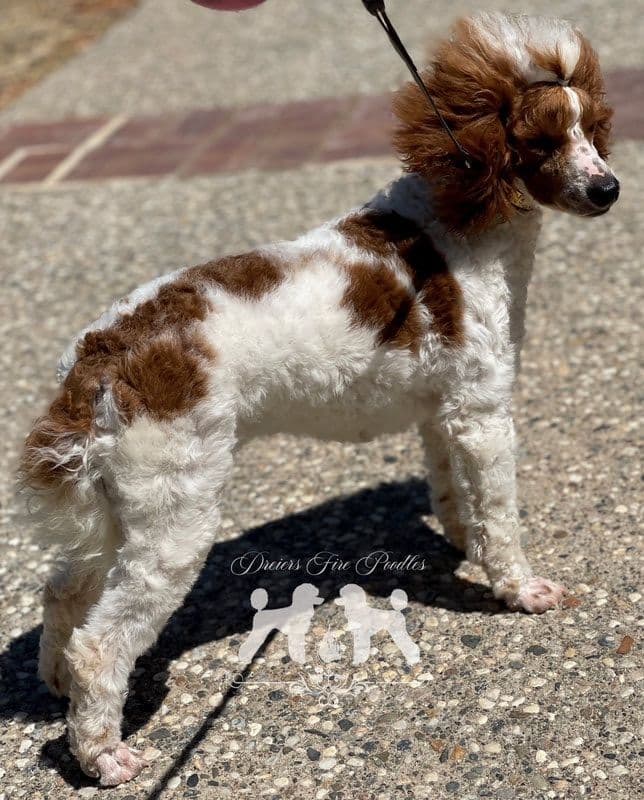 Poodle Puppies breeder image 18