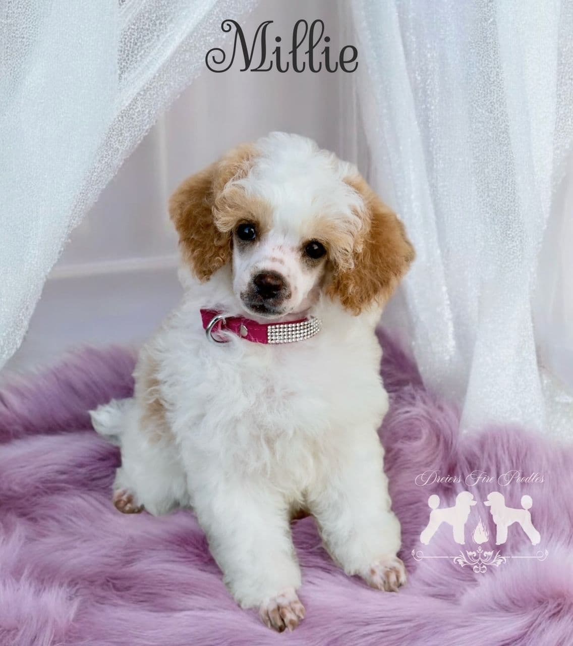 Poodle Puppies breeder image 19