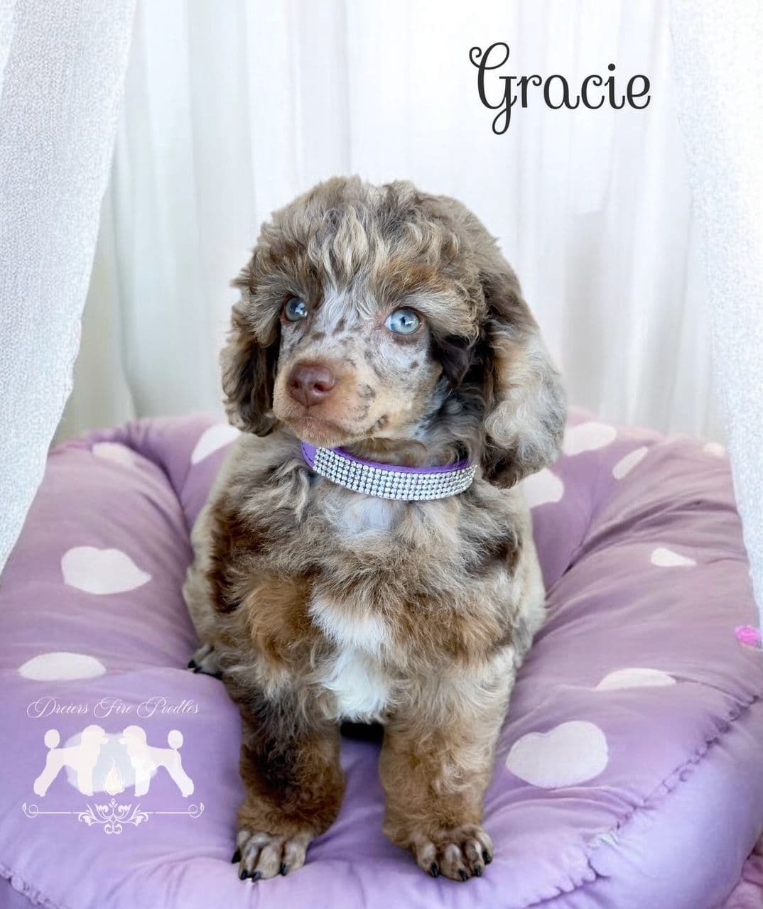 Poodle Puppies breeder image 21