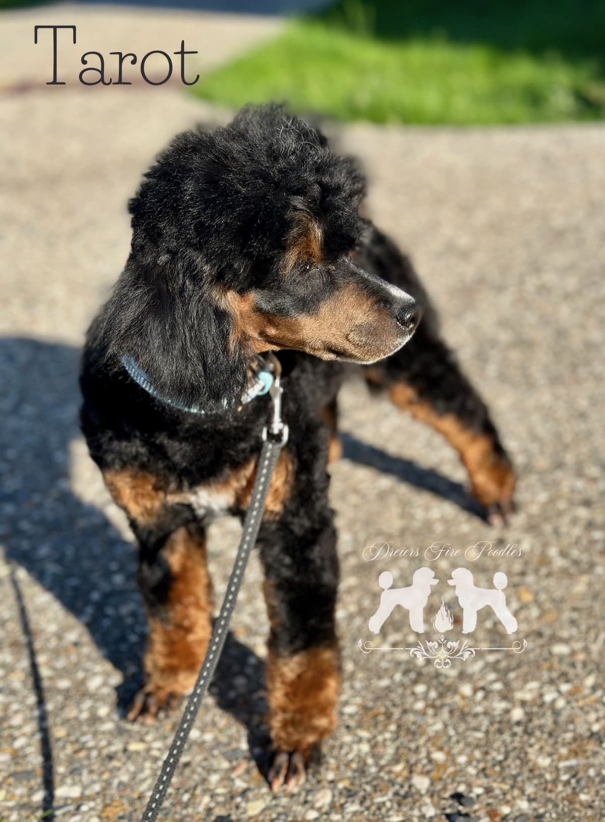 Poodle Puppies breeder image 22