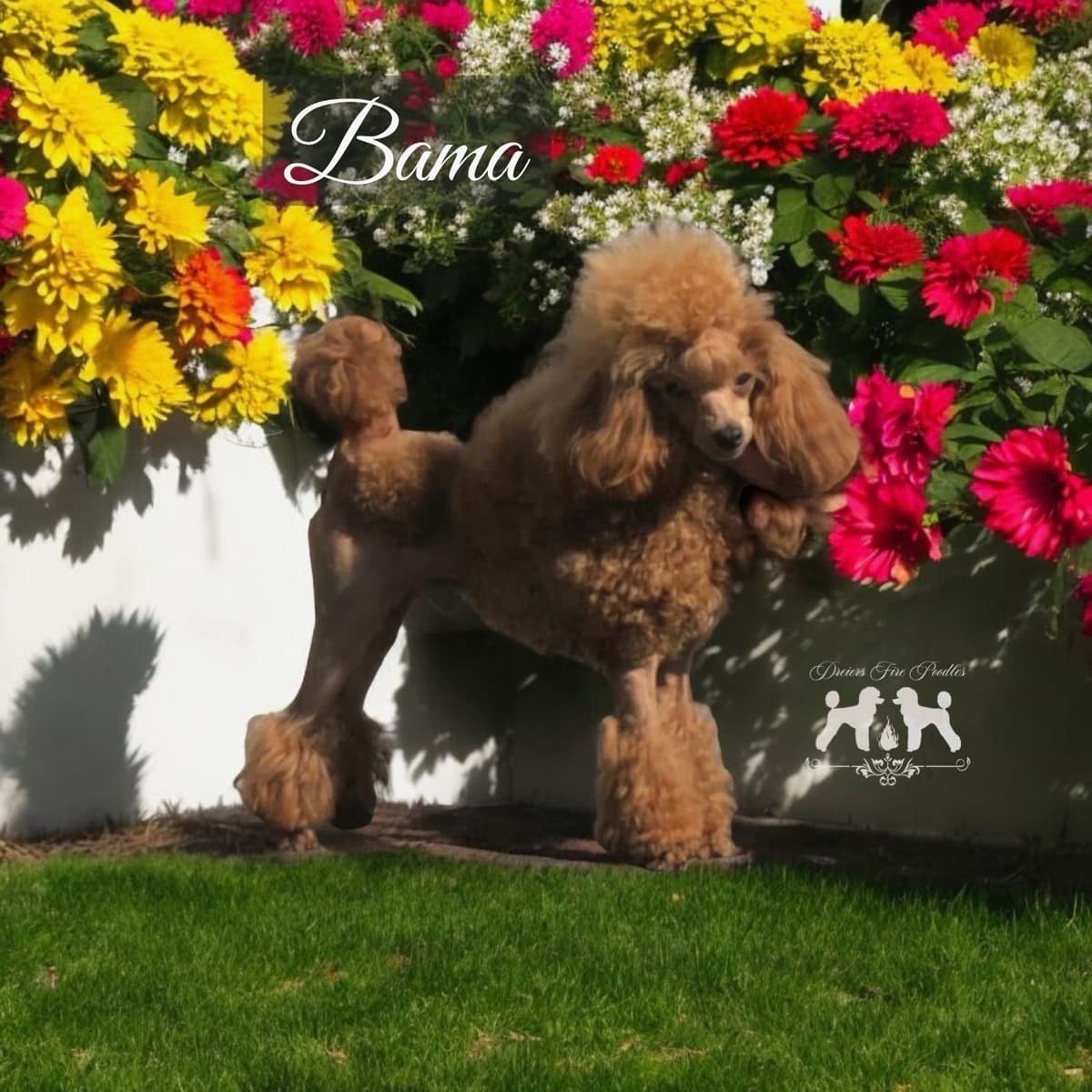 Poodle Puppies breeder image 8