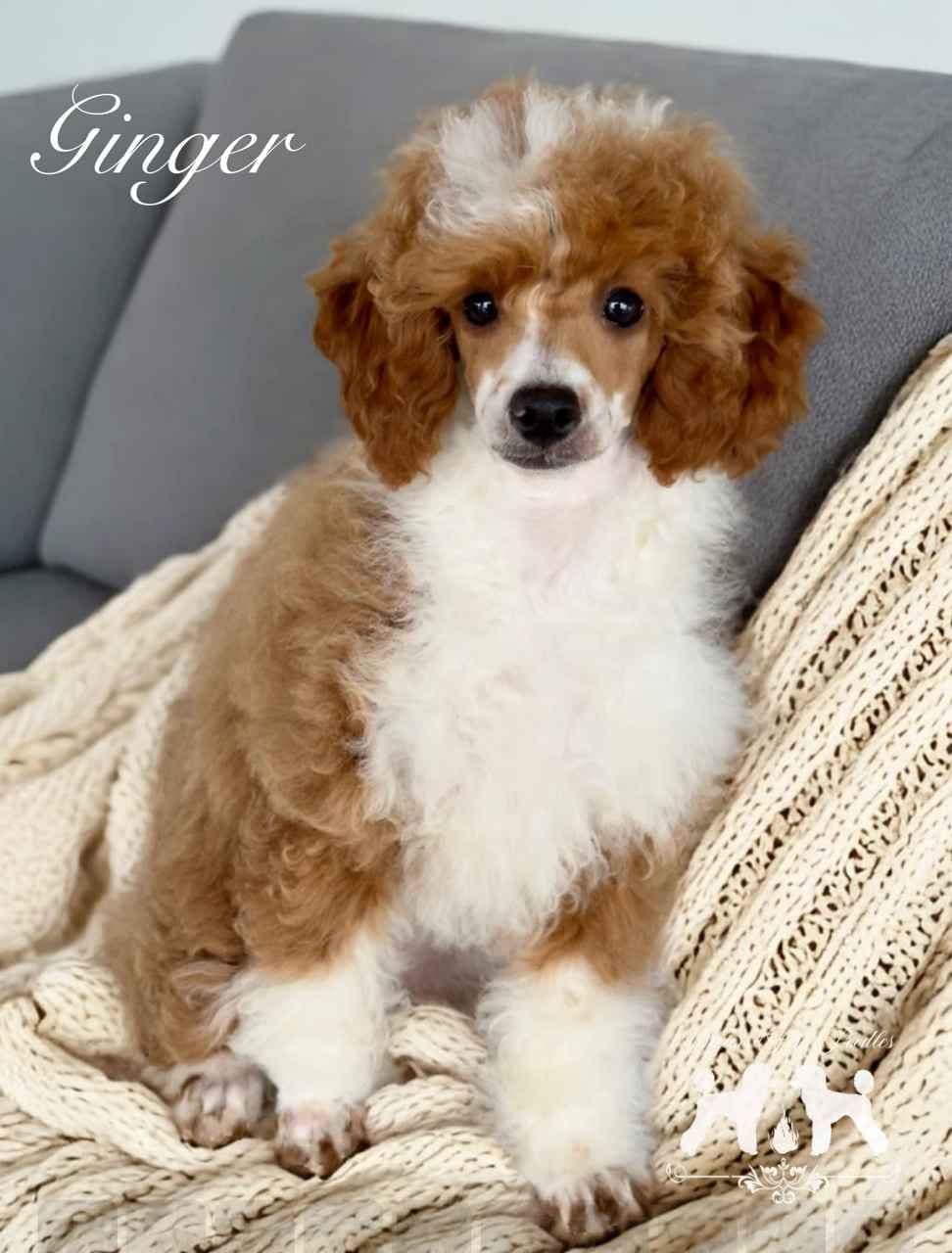 Poodle Puppies breeder image 23
