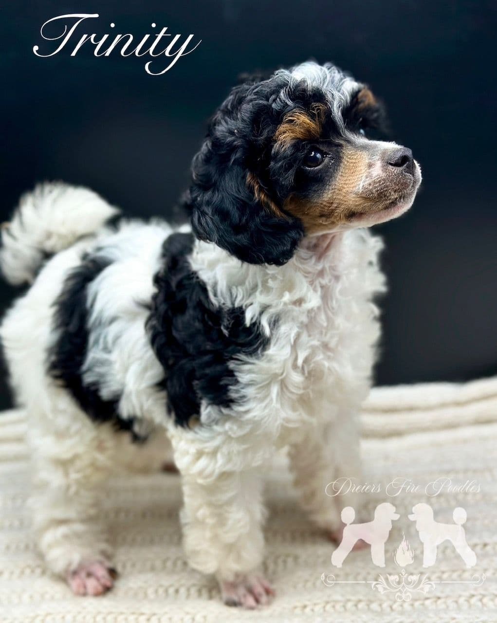 Poodle Puppies breeder image 24