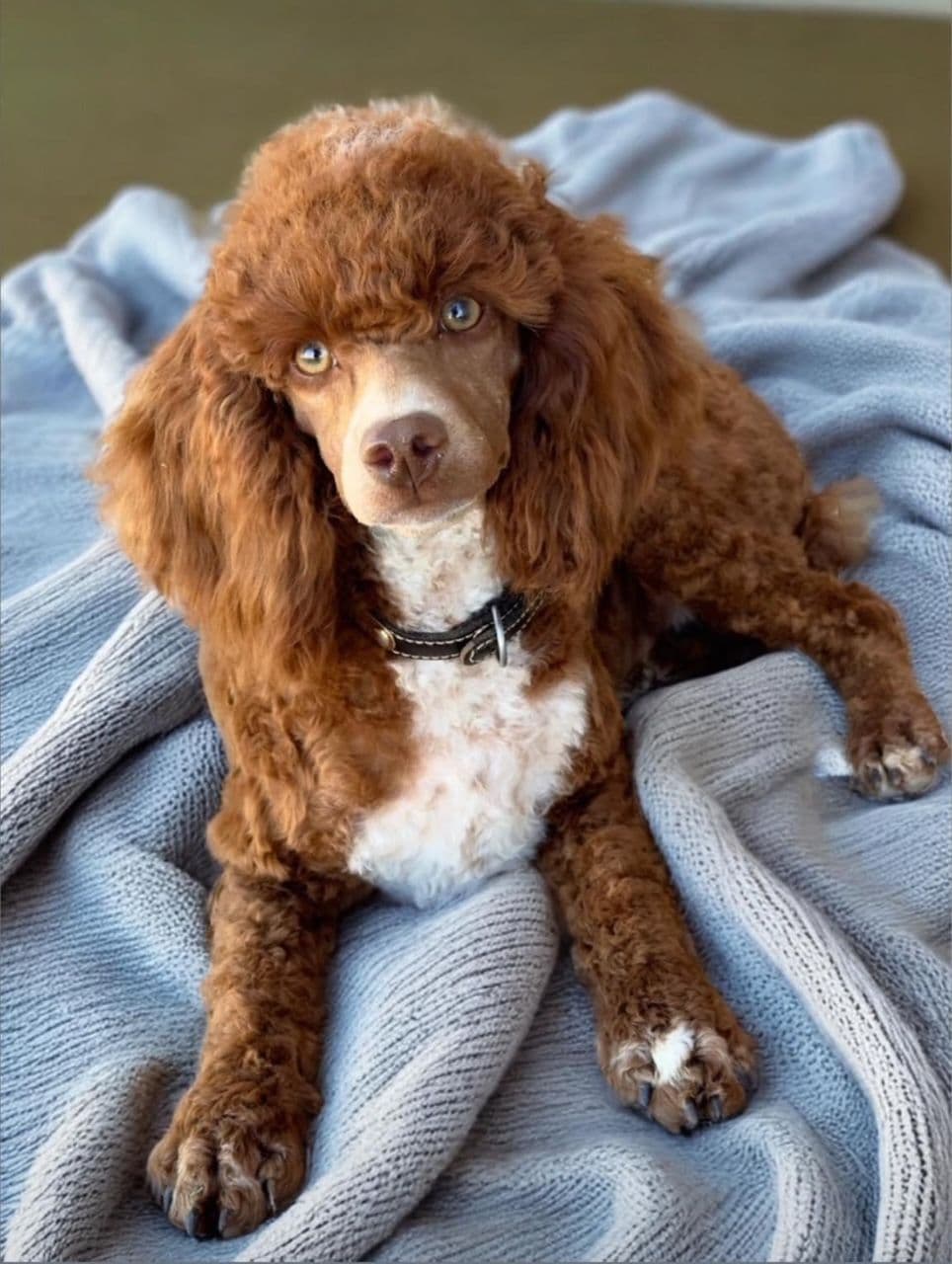 Poodle Puppies breeder image 4