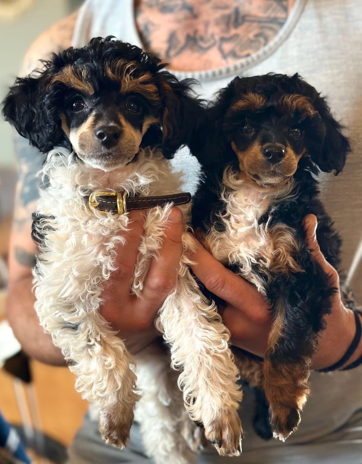 Poodle Puppies breeder image 26