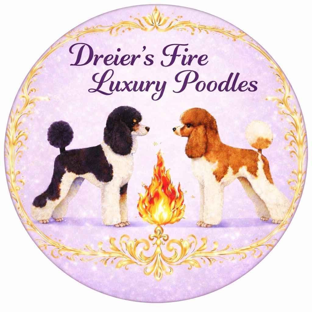 Poodle Puppies breeder image 1