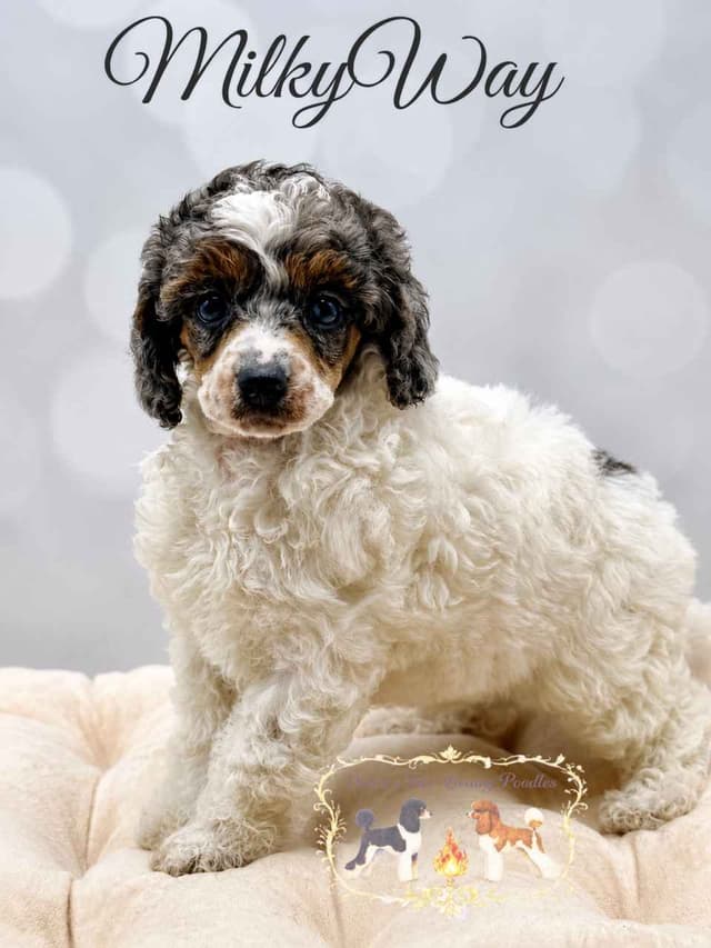 Poodle Puppies media 2
