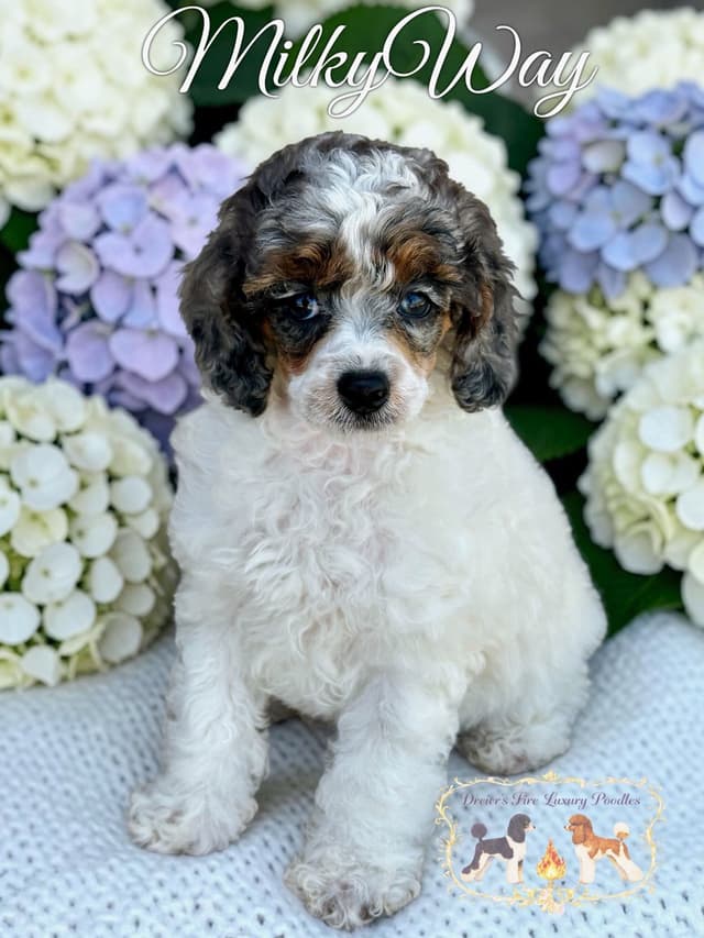 Poodle Puppies media 3