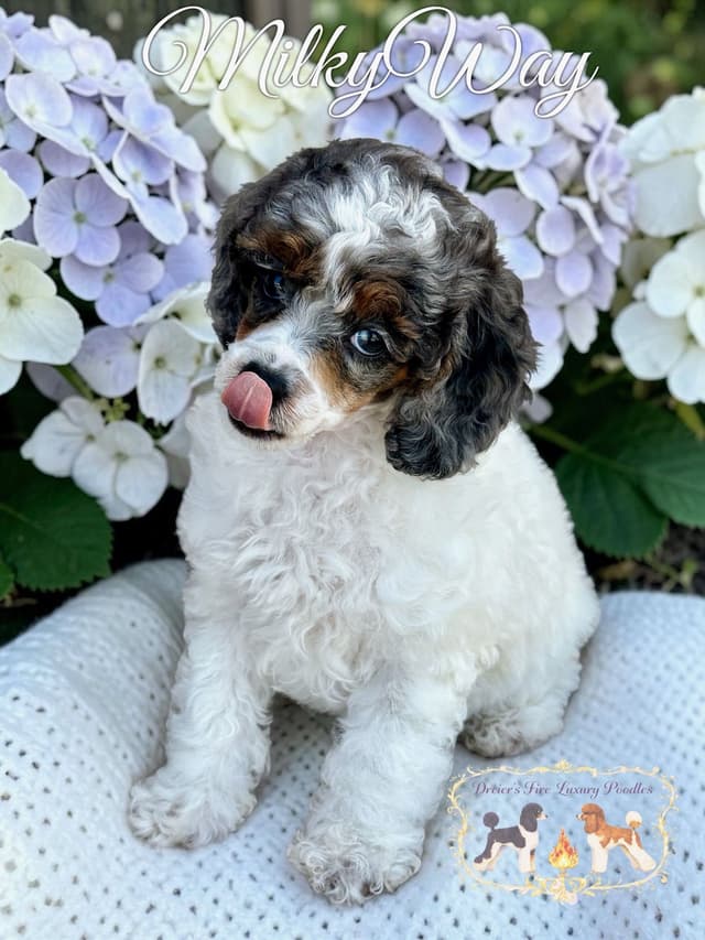 Poodle Puppies media 4