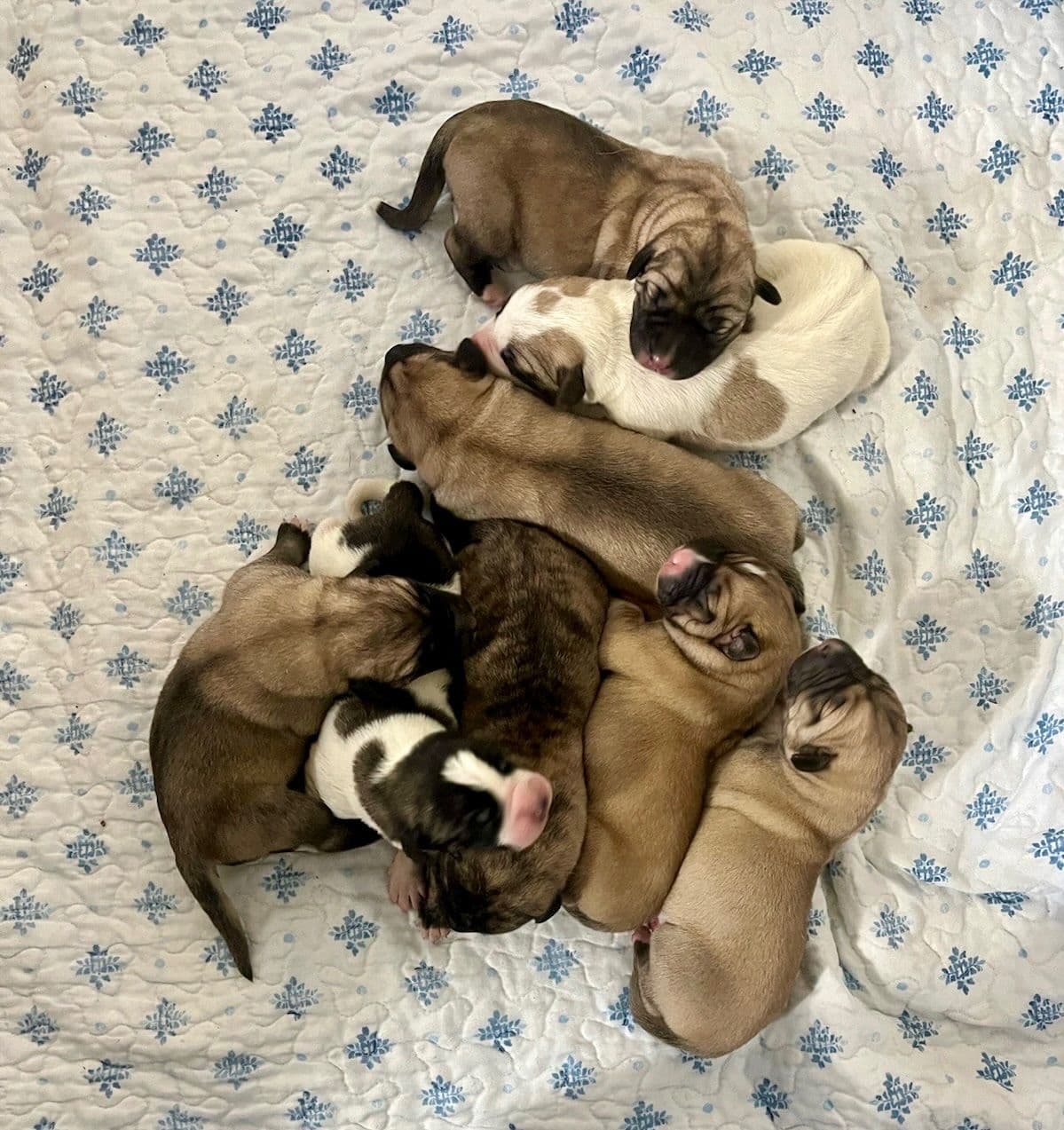 Anatolian Shepherd Dog Puppies breeder image 1