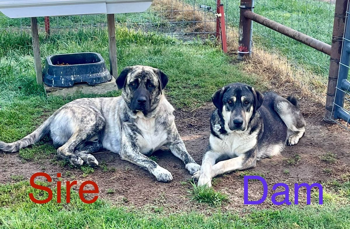 Anatolian Shepherd Dog Puppies breeder image 3