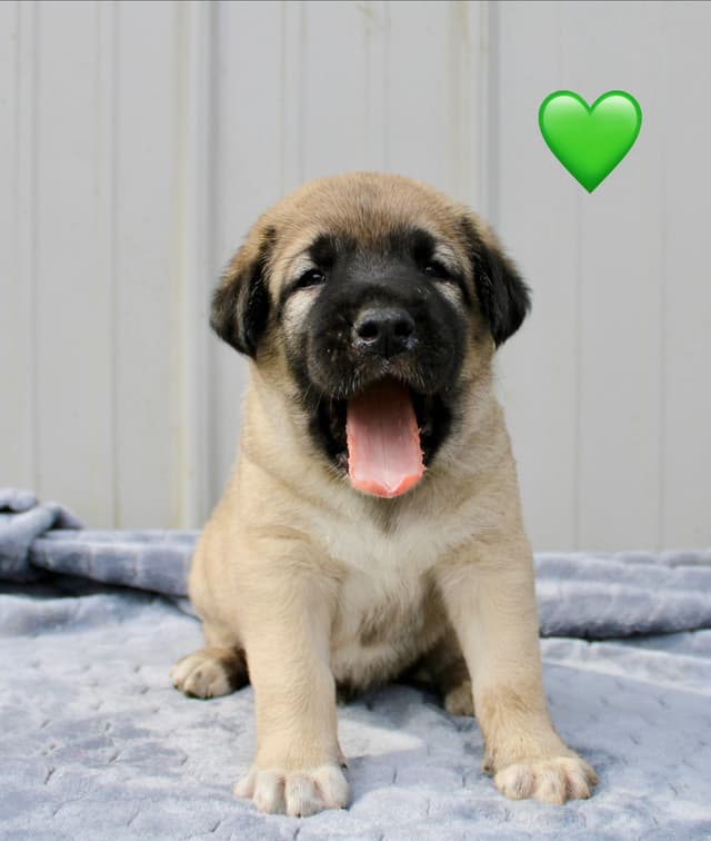 Anatolian Shepherd Dog Puppies media 26