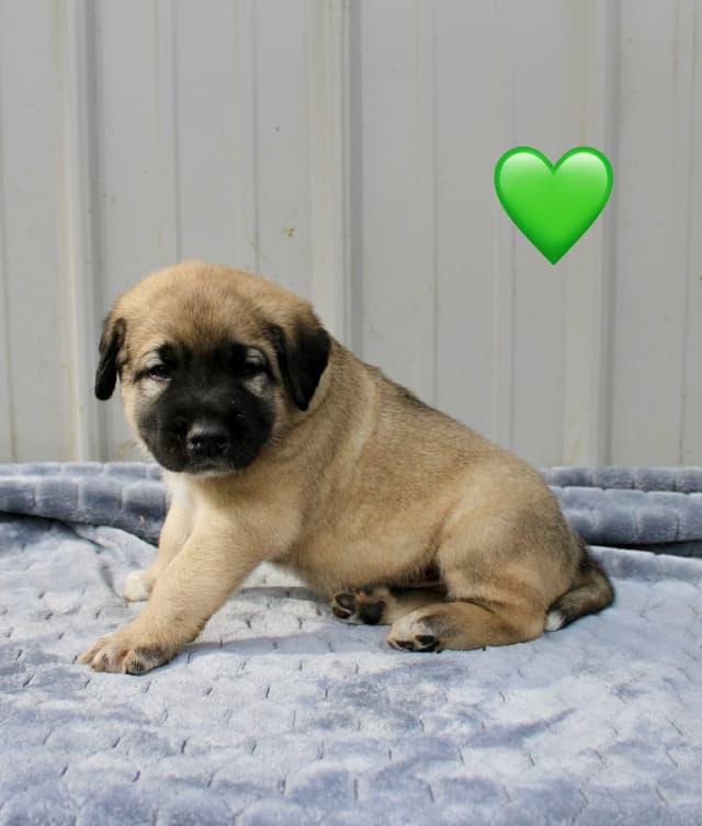 Anatolian Shepherd Dog Puppies media 2
