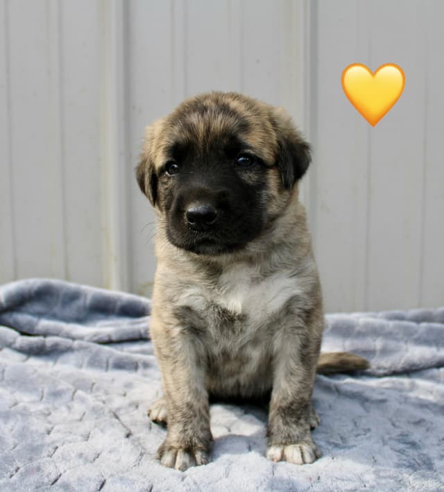 Anatolian Shepherd Dog Puppies media 3