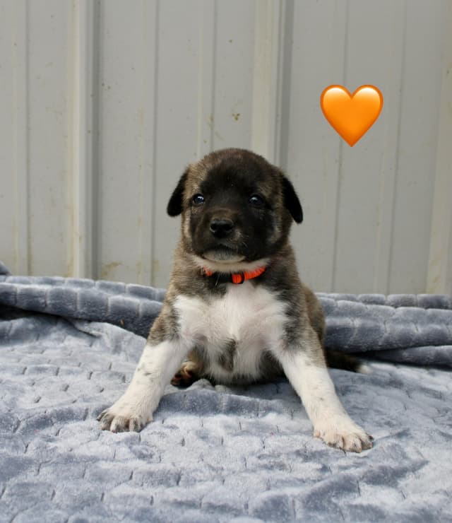 Anatolian Shepherd Dog Puppies media 4