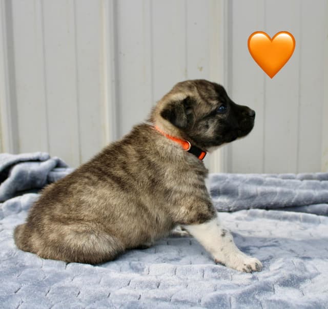 Anatolian Shepherd Dog Puppies media 5