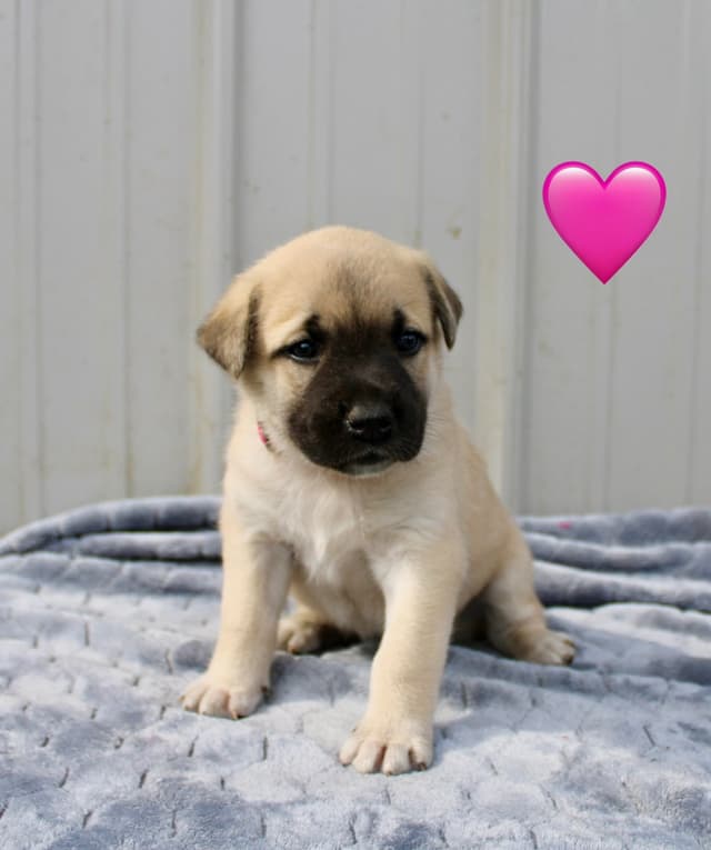Anatolian Shepherd Dog Puppies media 7