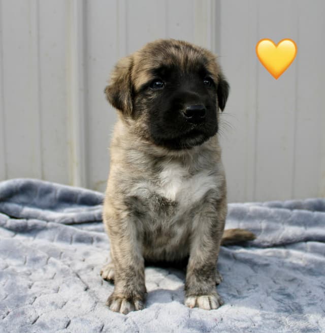 Anatolian Shepherd Dog Puppies media 8