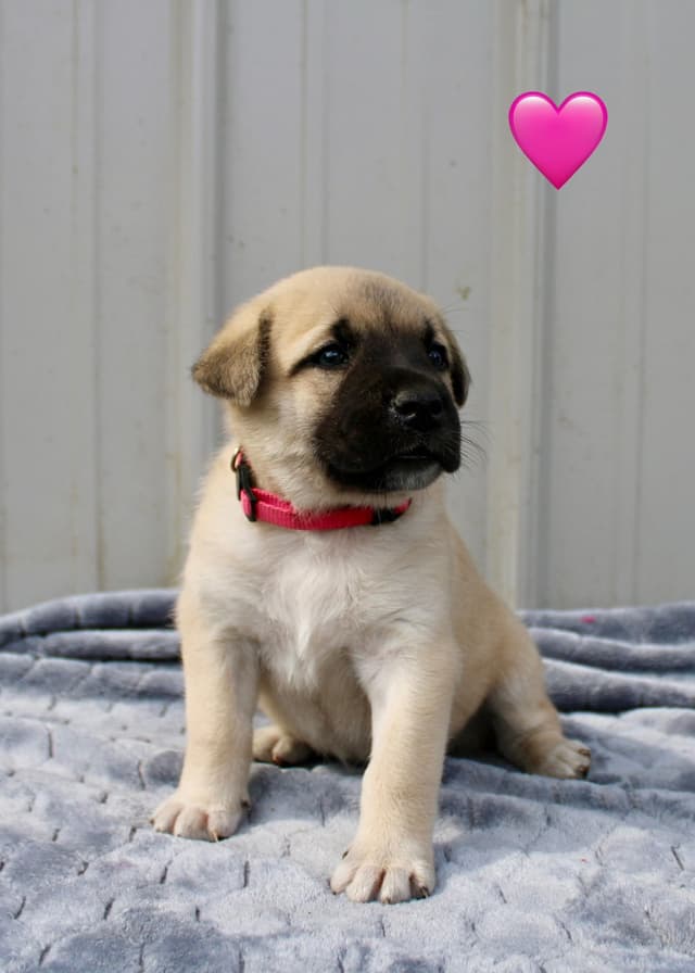 Anatolian Shepherd Dog Puppies media 9