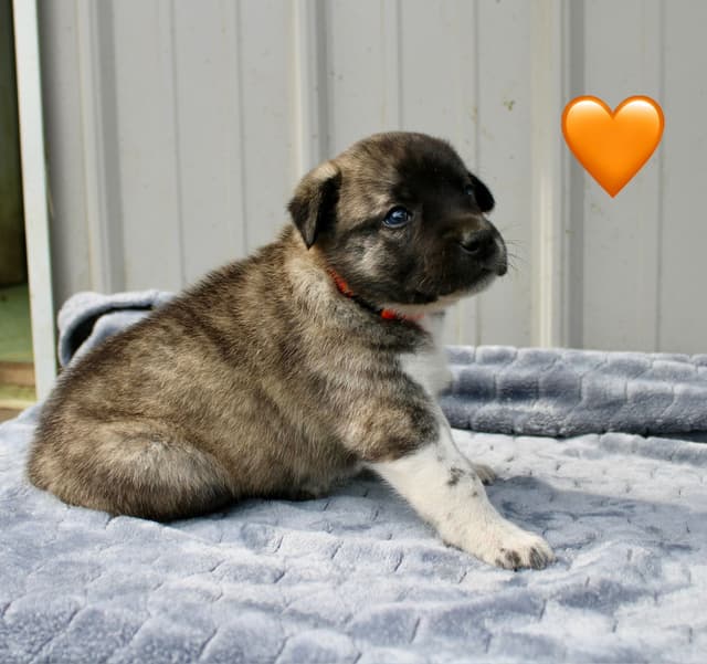 Anatolian Shepherd Dog Puppies media 10