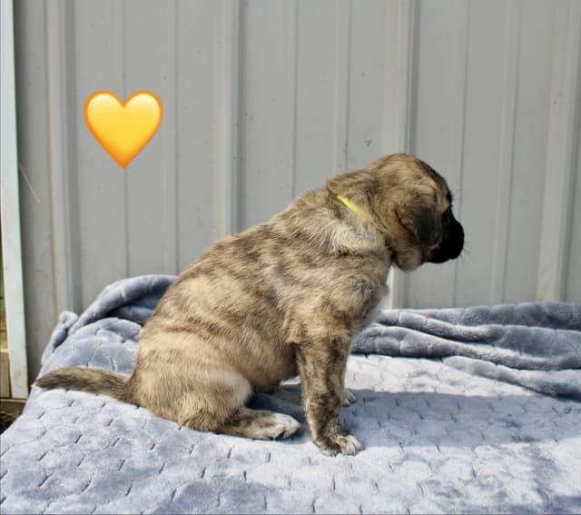 Anatolian Shepherd Dog Puppies media 11